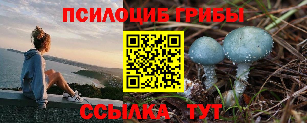 Псилоцибиновые грибы Psilocybe Богданович